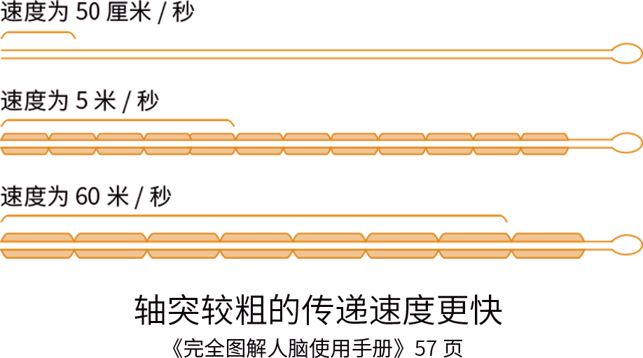 富氧讓你的大腦效率從2G變5G！ image3
