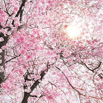 花開(kāi)那時(shí)XXL4-046